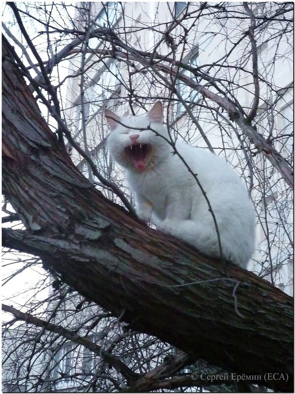 Кот-беляк